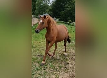 Duitse rijpony, Merrie, 17 Jaar, 146 cm, Vos