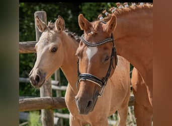 Duitse rijpony, Merrie, 17 Jaar, 146 cm, Vos