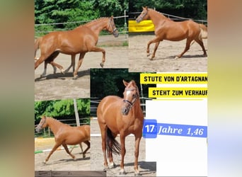 Duitse rijpony, Merrie, 17 Jaar, 146 cm, Vos