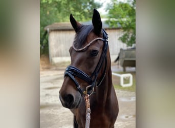 Duitse rijpony, Merrie, 17 Jaar, 147 cm, Bruin