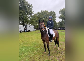 Duitse rijpony, Merrie, 17 Jaar, 147 cm, Bruin