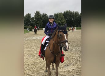 Duitse rijpony, Merrie, 17 Jaar, 148 cm, Vos