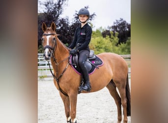 Duitse rijpony, Merrie, 17 Jaar, 148 cm, Vos