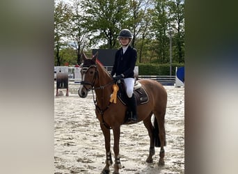 Duitse rijpony, Merrie, 17 Jaar, 148 cm, Vos