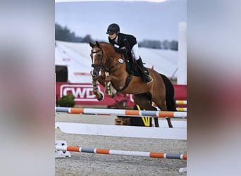 Duitse rijpony, Merrie, 17 Jaar, 148 cm, Vos