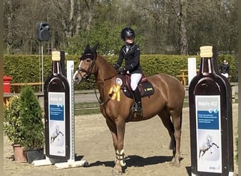 Duitse rijpony, Merrie, 17 Jaar, 148 cm, Vos