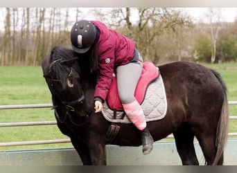 Duitse rijpony, Merrie, 17 Jaar, 153 cm, Zwart