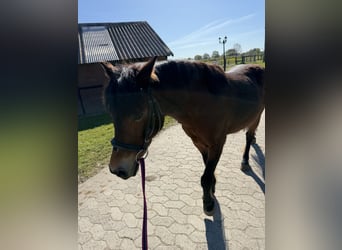 Duitse rijpony Mix, Merrie, 18 Jaar, 131 cm, Bruin