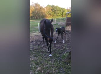 Duitse rijpony, Merrie, 18 Jaar, 139 cm, Donkerbruin