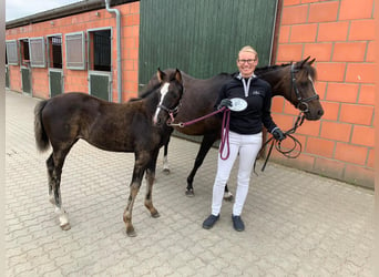 Duitse rijpony, Merrie, 18 Jaar, 139 cm, Donkerbruin