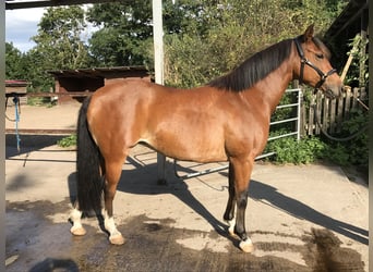 Duitse rijpony, Merrie, 18 Jaar, 143 cm, Bruin