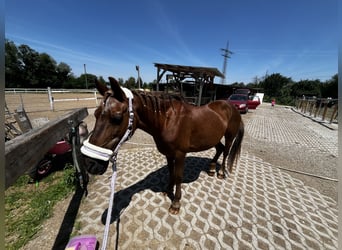 Duitse rijpony Mix, Merrie, 18 Jaar, 143 cm, Vos
