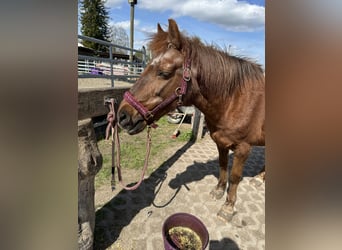 Duitse rijpony Mix, Merrie, 18 Jaar, 143 cm, Vos