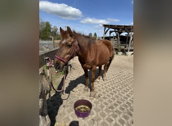 Duitse rijpony Mix, Merrie, 18 Jaar, 143 cm, Vos