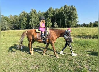 Duitse rijpony Mix, Merrie, 18 Jaar, 143 cm, Vos