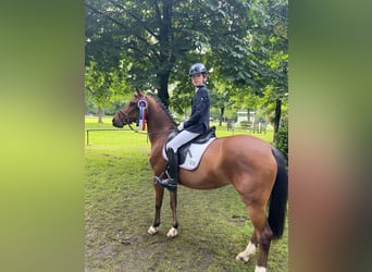 Duitse rijpony, Merrie, 18 Jaar, 146 cm, Bruin