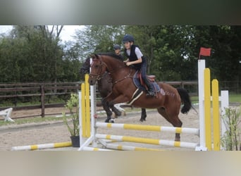 Duitse rijpony, Merrie, 18 Jaar, 146 cm, Bruin