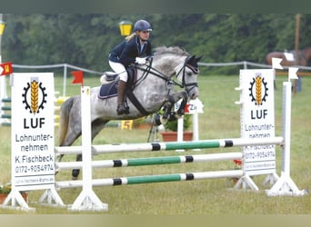 Duitse rijpony, Merrie, 18 Jaar, 146 cm, Schimmel