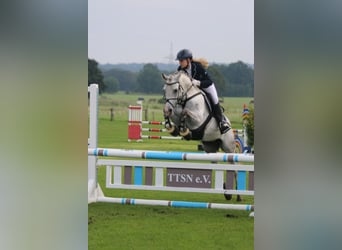 Duitse rijpony, Merrie, 18 Jaar, 146 cm, Schimmel