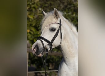 Duitse rijpony, Merrie, 18 Jaar, 146 cm, Schimmel