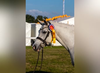 Duitse rijpony, Merrie, 18 Jaar, 146 cm, Schimmel