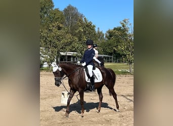 Duitse rijpony, Merrie, 18 Jaar, 147 cm, Donkere-vos