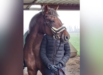 Duitse rijpony, Merrie, 18 Jaar, 148 cm, Vos