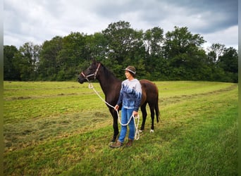 Duitse rijpony, Merrie, 18 Jaar, 149 cm, Bruin