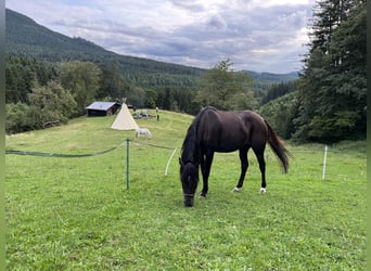 Duitse rijpony, Merrie, 18 Jaar, 149 cm, Bruin