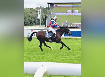 Duitse rijpony, Merrie, 19 Jaar, 129 cm, Bruin