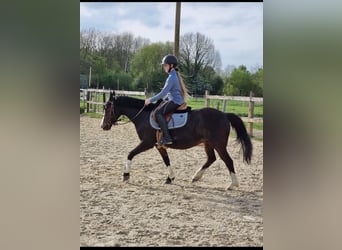 Duitse rijpony, Merrie, 19 Jaar, 134 cm, Bruin