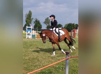 Duitse rijpony, Merrie, 19 Jaar, 137 cm, Bruin