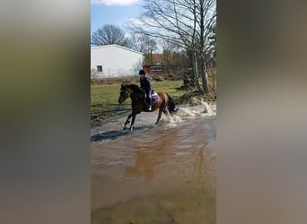 Duitse rijpony, Merrie, 19 Jaar, 137 cm, Bruin