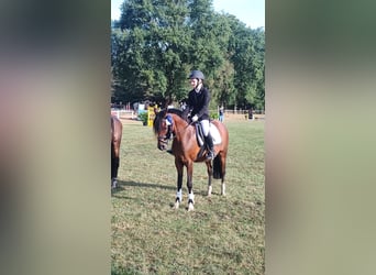 Duitse rijpony, Merrie, 19 Jaar, 137 cm, Bruin