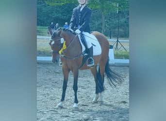 Duitse rijpony, Merrie, 19 Jaar, 137 cm, Bruin