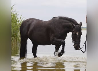 Duitse rijpony, Merrie, 19 Jaar, 138 cm, Zwart