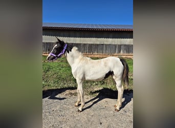 Duitse rijpony Mix, Merrie, 1 Jaar, 140 cm, Gevlekt-paard