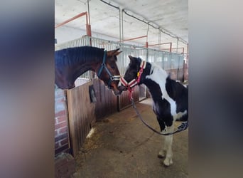 Duitse rijpony Mix, Merrie, 1 Jaar, 143 cm, Gevlekt-paard