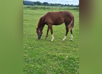 Duitse rijpony, Merrie, 1 Jaar, 143 cm, Vos