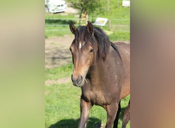 Duitse rijpony, Merrie, 1 Jaar, 145 cm, Bruin
