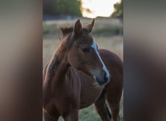 Duitse rijpony, Merrie, 1 Jaar, 145 cm, Bruin