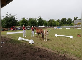 Duitse rijpony, Merrie, 1 Jaar, 145 cm, Buckskin