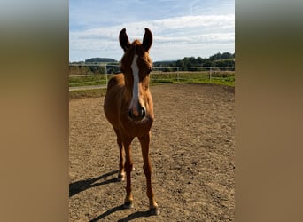 Duitse rijpony, Merrie, 1 Jaar, 146 cm, Vos