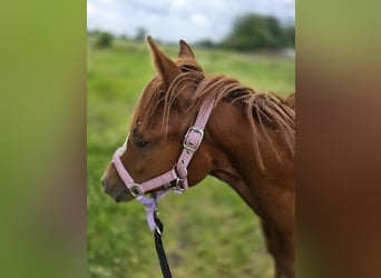Duitse rijpony, Merrie, 1 Jaar, 146 cm, Vos