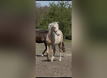 Duitse rijpony, Merrie, 1 Jaar, 147 cm, Palomino