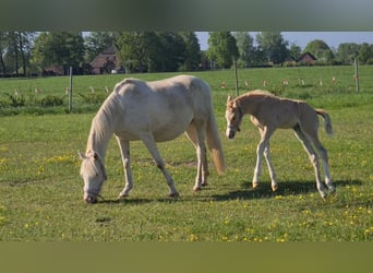 Duitse rijpony, Merrie, 1 Jaar, 148 cm, Palomino