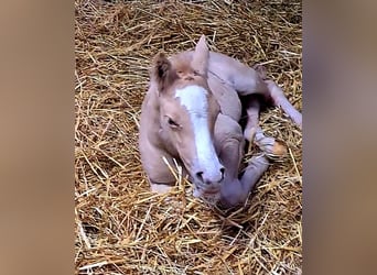 Duitse rijpony, Merrie, 1 Jaar, 148 cm, Palomino