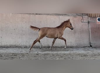 Duitse rijpony, Merrie, 1 Jaar, 148 cm, Red Dun