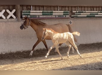 Duitse rijpony, Merrie, 1 Jaar, 148 cm, Red Dun