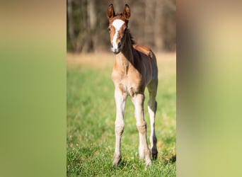 Duitse rijpony Mix, Merrie, 1 Jaar, 155 cm, Bruin